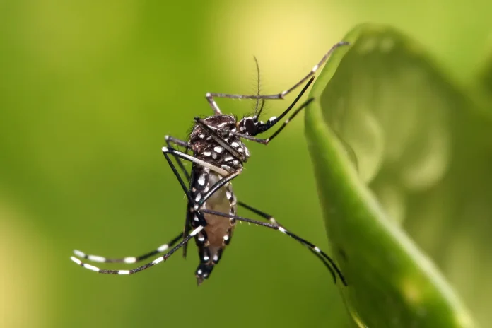 chikungunya