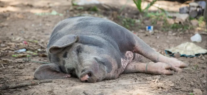 Virus de la peste porcine africaine